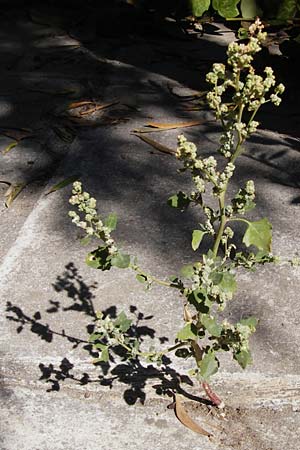 Chenopodium opulifolium \ Schneeballblttriger Gnsefu / Grey Goosefoot, GR Athen 26.8.2014