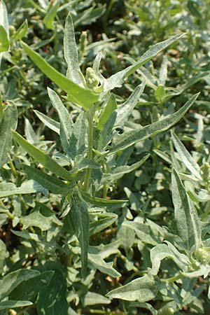 Chenopodium ficifolium \ Feigenblttriger Gnsefu / Fig-Leaved Goosefoot, GR Euboea (Evia), Neos Pirgos 29.8.2017