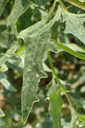 Chenopodium ficifolium \ Feigenblttriger Gnsefu / Fig-Leaved Goosefoot, GR Euboea (Evia), Neos Pirgos 29.8.2017