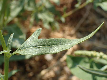 Chenopodium ficifolium \ Feigenblttriger Gnsefu / Fig-Leaved Goosefoot, GR Euboea (Evia), Neos Pirgos 29.8.2017