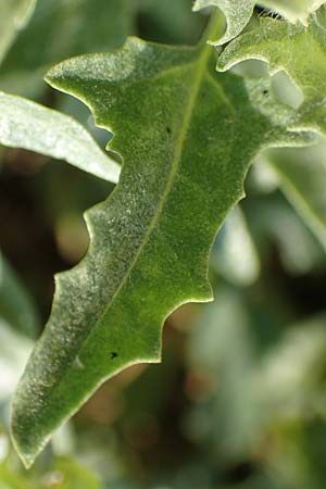 Chenopodium ficifolium \ Feigenblttriger Gnsefu / Fig-Leaved Goosefoot, GR Euboea (Evia), Neos Pirgos 29.8.2017