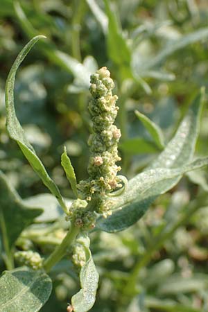 Chenopodium ficifolium \ Feigenblttriger Gnsefu / Fig-Leaved Goosefoot, GR Euboea (Evia), Neos Pirgos 29.8.2017