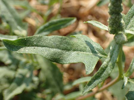Chenopodium ficifolium \ Feigenblttriger Gnsefu / Fig-Leaved Goosefoot, GR Euboea (Evia), Neos Pirgos 29.8.2017