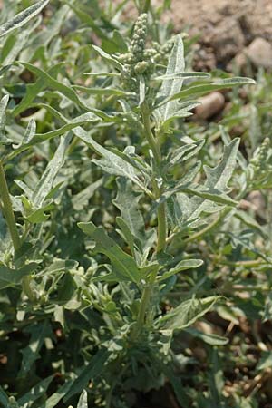 Chenopodium ficifolium \ Feigenblttriger Gnsefu / Fig-Leaved Goosefoot, GR Euboea (Evia), Neos Pirgos 29.8.2017