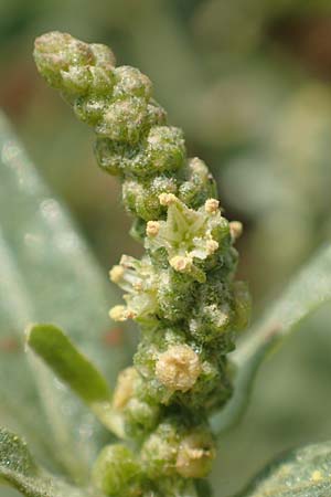 Chenopodium ficifolium \ Feigenblttriger Gnsefu / Fig-Leaved Goosefoot, GR Euboea (Evia), Neos Pirgos 29.8.2017