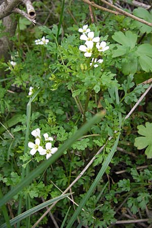 Cardamine graeca \ Griechisches Schaumkraut / Greek Bitter-Cress, GR Peloponnes, Andritsena 29.3.2013