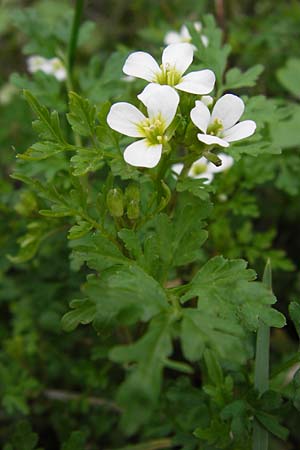 Cardamine graeca \ Griechisches Schaumkraut / Greek Bitter-Cress, GR Peloponnes, Andritsena 29.3.2013