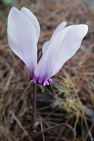 Cyclamen graecum \ Griechisches Alpenveilchen / Greek Cyclamen, GR Hymettos 26.8.2014