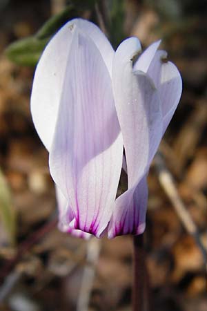 Cyclamen graecum \ Griechisches Alpenveilchen / Greek Cyclamen, GR Hymettos 26.8.2014