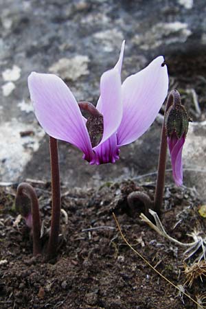 Cyclamen graecum \ Griechisches Alpenveilchen / Greek Cyclamen, GR Hymettos 26.8.2014