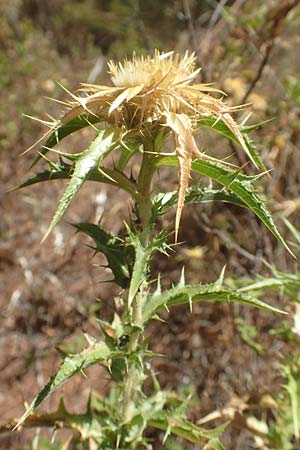 Carlina graeca \ Griechische Eberwurz, GR Euboea (Evia), Neos Pagontas 24.8.2017