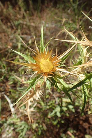 Carlina graeca \ Griechische Eberwurz, GR Euboea (Evia), Neos Pagontas 24.8.2017