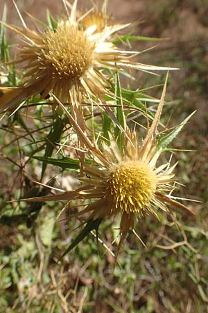 Carlina graeca \ Griechische Eberwurz, GR Euboea (Evia), Neos Pagontas 24.8.2017