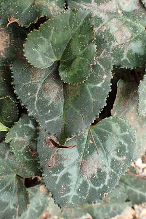 Cyclamen graecum \ Griechisches Alpenveilchen / Greek Cyclamen, GR Hymettos 20.3.2019