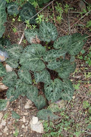 Cyclamen graecum \ Griechisches Alpenveilchen / Greek Cyclamen, GR Hymettos 20.3.2019