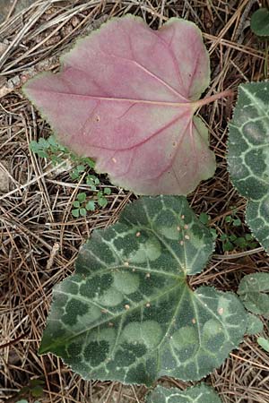 Cyclamen graecum \ Griechisches Alpenveilchen / Greek Cyclamen, GR Hymettos 20.3.2019