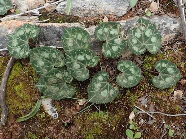 Cyclamen graecum \ Griechisches Alpenveilchen / Greek Cyclamen, GR Hymettos 20.3.2019