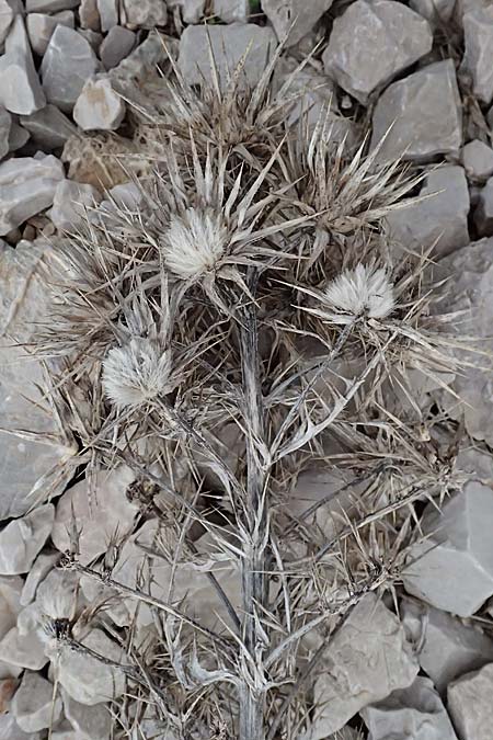 Carlina graeca \ Griechische Eberwurz, GR Peloponnes, Chelmos 18.5.2024