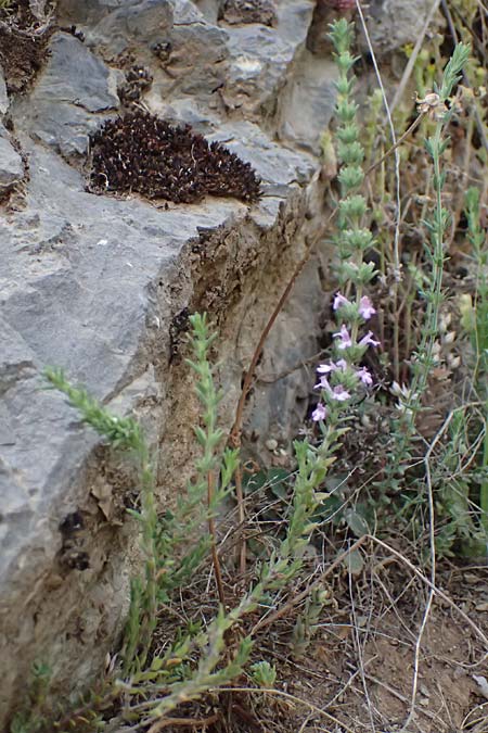 Micromeria juliana \ Sankt Julian-Steinminze / Saint Julian Savory, GR Peloponnes, Mt. Kyllini, Steno 19.5.2024