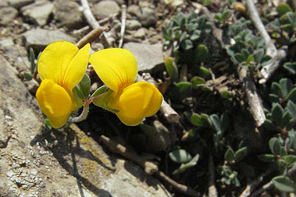 Lotus corniculatus \ Gewhnlicher Hornklee / Bird's-Foot Deervetch, GR Aoos-See / Lake Aoos 27.8.2007