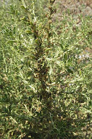 Amaranthus albus \ Weier Amaranth / White Pigweed, GR Meteora 28.8.2007