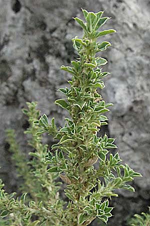 Amaranthus blitoides \ Westamerikanischer Amaranth / Prostrate Pigweed, GR Mykene 3.9.2007