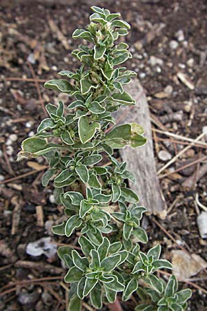 Amaranthus blitoides \ Westamerikanischer Amaranth / Prostrate Pigweed, GR Mykene 3.9.2007