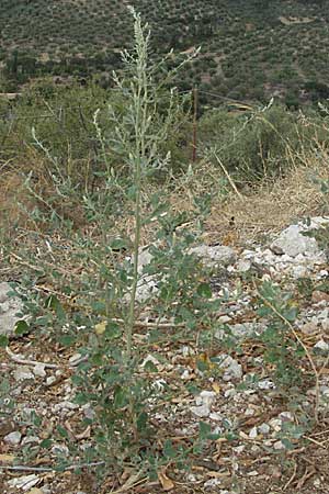 Chenopodium opulifolium \ Schneeballblttriger Gnsefu / Grey Goosefoot, GR Mykene 3.9.2007