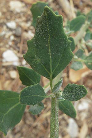 Chenopodium opulifolium \ Schneeballblttriger Gnsefu / Grey Goosefoot, GR Mykene 3.9.2007