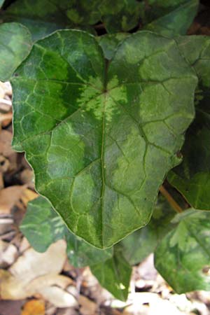 Cyclamen hederifolium \ Efeublttriges Alpenveilchen, Herbst-Alpenveilchen / Ivy-Leaved Cyclamen, Sowbread, GR Peloponnes, Figalia 29.3.2013