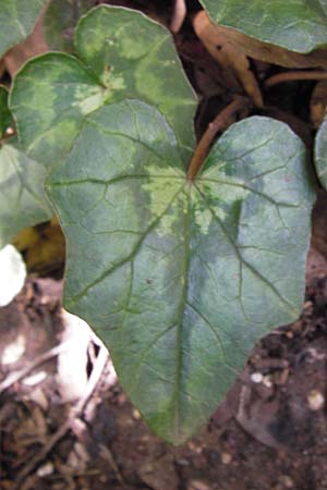 Cyclamen hederifolium \ Efeublttriges Alpenveilchen, Herbst-Alpenveilchen / Ivy-Leaved Cyclamen, Sowbread, GR Peloponnes, Figalia 29.3.2013