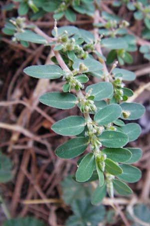 Chamaesyce prostrata \ Hingestreckte Wolfsmilch / Trailing Red Spurge, Prostrate Spurge, GR Athen 26.8.2014