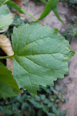 Chenopodium murale \ Mauer-Gnsefu / Nettle-Leaf Goosefoot, GR Athen 26.8.2014