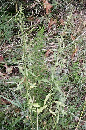 Dysphania ambrosioides \ Wohlriechender Drsengnsefu, Jesuiten-Tee / West-Indian Goosefoot, Mexican Tea, GR Euboea (Evia), Kalianou 29.8.2014