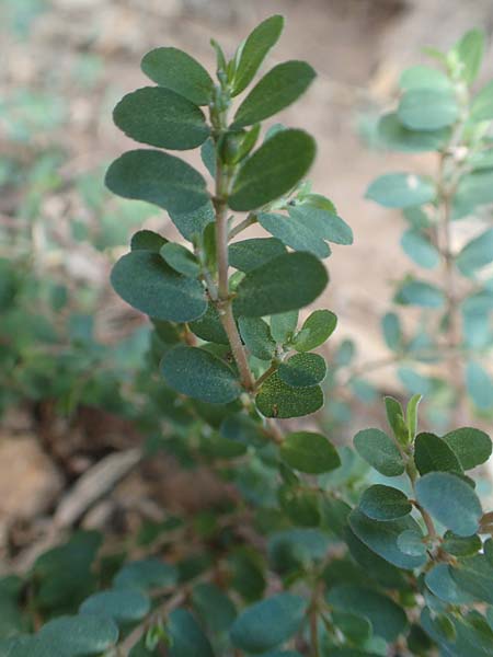 Chamaesyce prostrata \ Hingestreckte Wolfsmilch / Trailing Red Spurge, Prostrate Spurge, GR Athen 24.8.2017