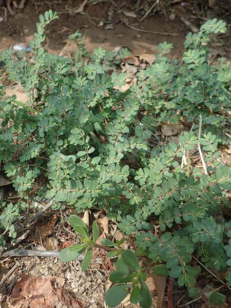 Chamaesyce prostrata \ Hingestreckte Wolfsmilch / Trailing Red Spurge, Prostrate Spurge, GR Athen 24.8.2017