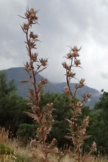 Cirsium heldreichii \ Heldreichs Kratzdistel / Heldreich's Thistle, GR Peloponnes, Taygetos, Neochori 26.5.2024