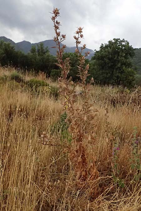 Cirsium heldreichii \ Heldreichs Kratzdistel / Heldreich's Thistle, GR Peloponnes, Taygetos, Neochori 26.5.2024