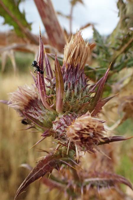 Cirsium heldreichii \ Heldreichs Kratzdistel / Heldreich's Thistle, GR Peloponnes, Taygetos, Neochori 26.5.2024