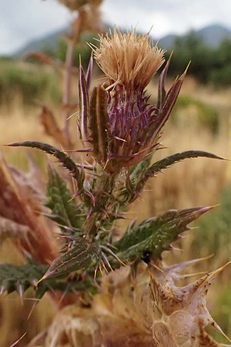 Cirsium heldreichii \ Heldreichs Kratzdistel / Heldreich's Thistle, GR Peloponnes, Taygetos, Neochori 26.5.2024