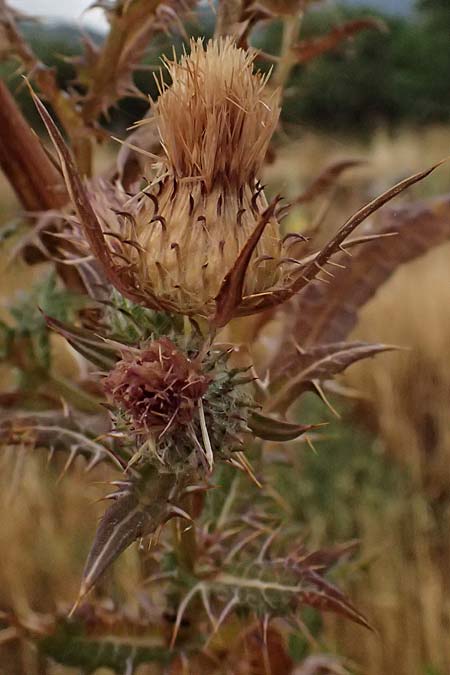 Cirsium heldreichii \ Heldreichs Kratzdistel / Heldreich's Thistle, GR Peloponnes, Taygetos, Neochori 26.5.2024