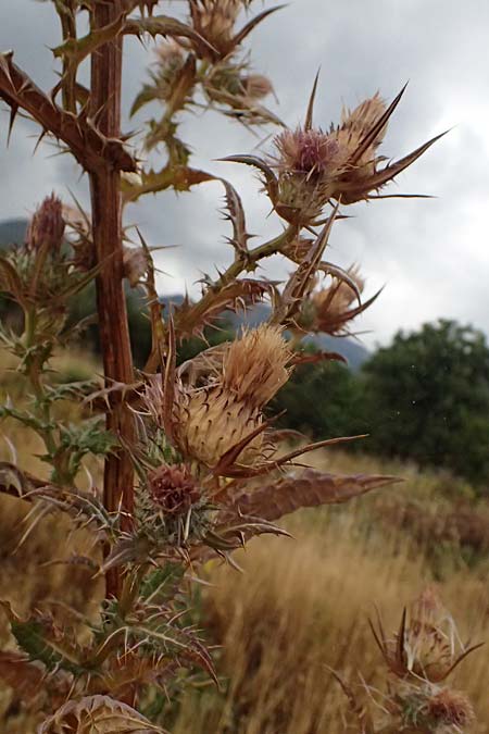 Cirsium heldreichii \ Heldreichs Kratzdistel / Heldreich's Thistle, GR Peloponnes, Taygetos, Neochori 26.5.2024