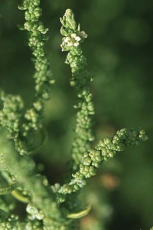 Suaeda splendens \ Transparente Sode / Transparent Sea Blite, GR Preveza 6.9.2007