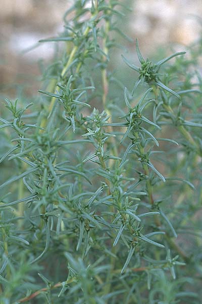 Salsola soda \ Soda-Salzkraut, Mnchsbart / Oppositeleaf Glasswort, Barilla, GR Amvrakikos Kolpos ( Golf/gulf ) 5.9.2007