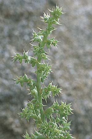 Salsola kali subsp. kali \ Kali-Salzkraut / Prickly Glasswort, GR Preveza 6.9.2007