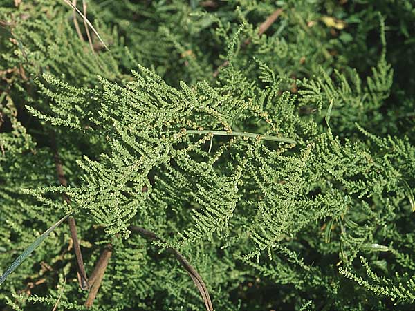 Suaeda splendens \ Transparente Sode / Transparent Sea Blite, GR Preveza 6.9.2007