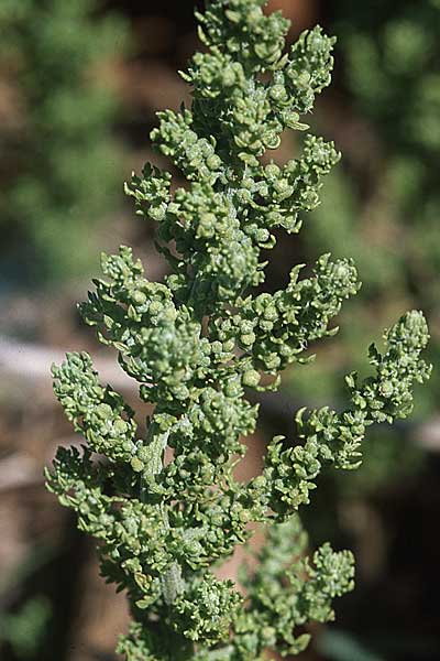 Suaeda vera \ Strauchige Sode / Shrubby Sea Blite, Alkali Seepweed, GR Amvrakikos Kolpos ( Golf/gulf ) 6.9.2007