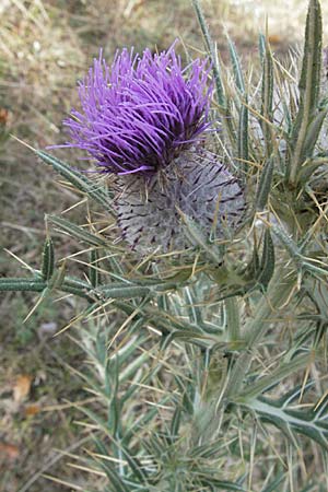 Cirsium eriophorum \ Wollkopf-Kratzdistel, Woll-Kratzdistel / Wooly Thistle, GR Katara Pass 27.8.2007