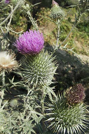 Cirsium vulgare \ Gewhnliche Kratzdistel, Lanzett-Kratzdistel / Spear Thistle, GR Katara Pass 27.8.2007