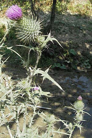 Cirsium vulgare \ Gewhnliche Kratzdistel, Lanzett-Kratzdistel / Spear Thistle, GR Katara Pass 27.8.2007